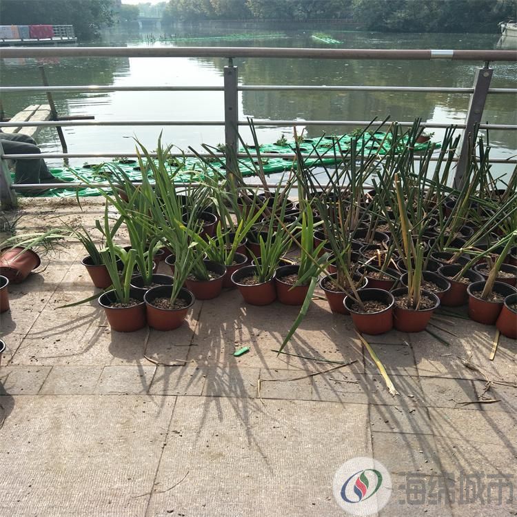 连云港市生态浮岛设计 绿化效果图 生态浮岛人工湿地约35.00元(图12)