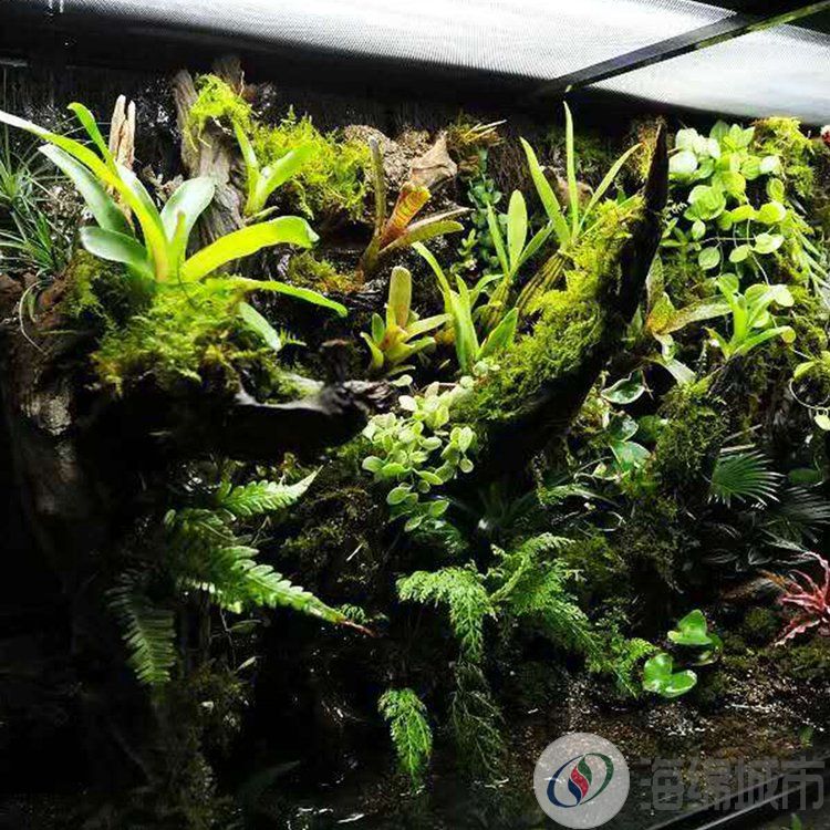 葫芦岛市生态雨林缸的结构 自循环生态系统 造景服务商约100.00元(图5)